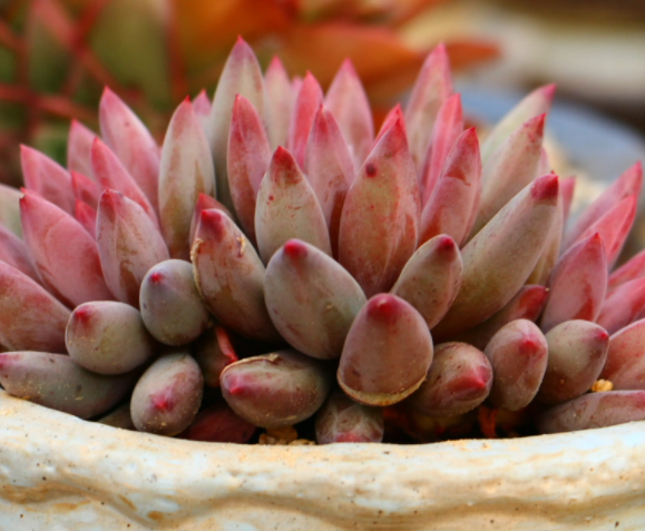 长方形的花盆适合栽什么花