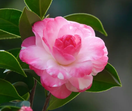 茶花什么季节施肥合适