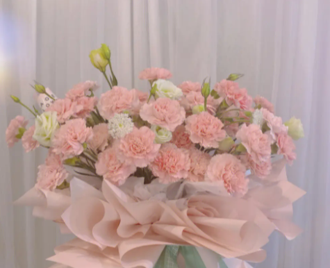 康乃馨花怎样栽培和养护