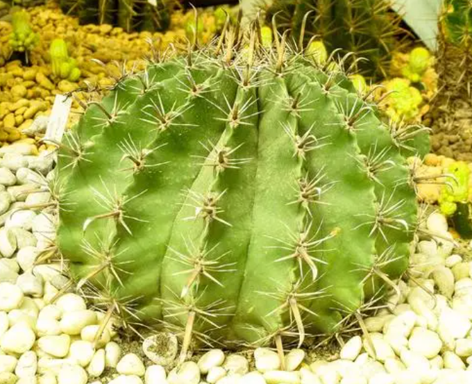 仙人球用什么花盆最好