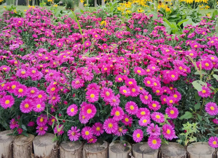 菊花种子的种植方法和注意事项是什么