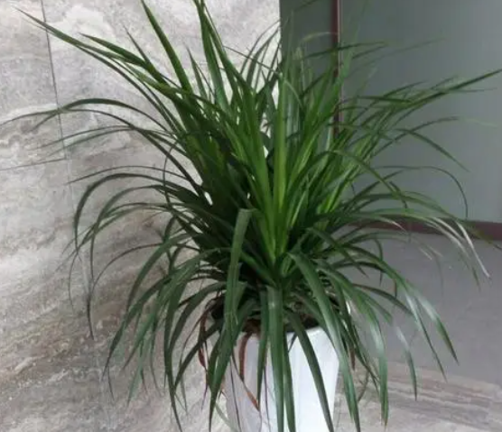 龙须树怎么种植