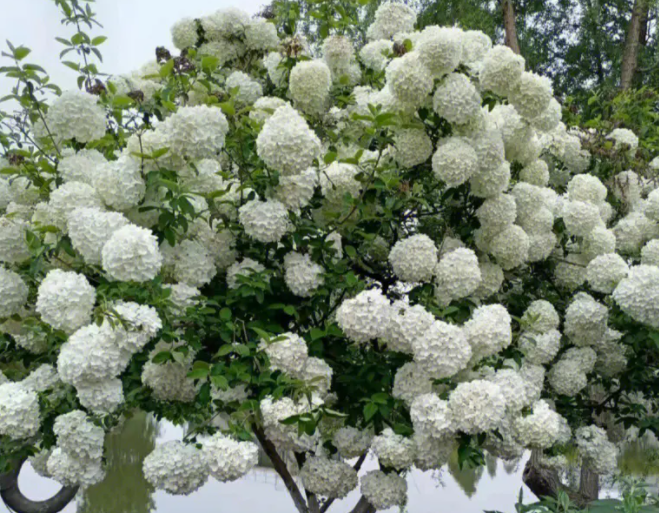 中华木绣球的花期在什么时候