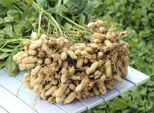 麦茬花生亩产多少斤