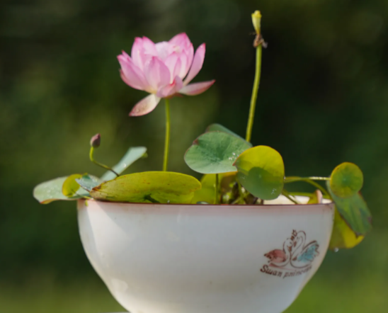 碗莲出花苞的前兆是什么