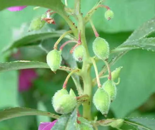 凤仙花的种子怎么收集保存