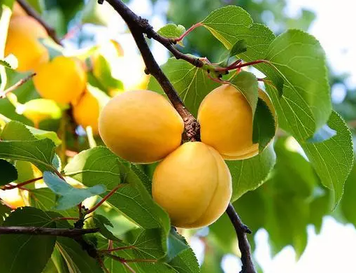 果树硼肥啥时施最佳呢