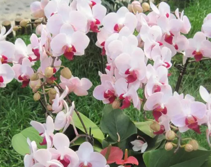 蝴蝶兰开完花的花剑要剪掉吗