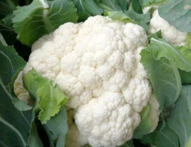 白花菜的种植与管理如何