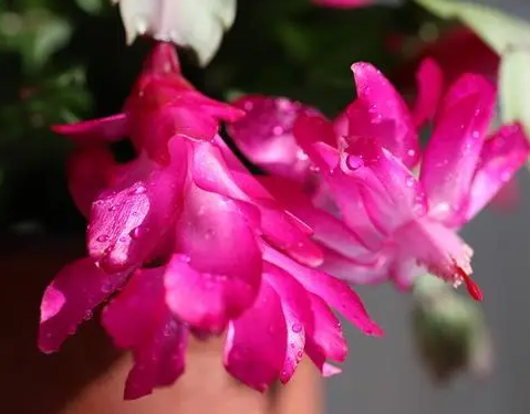 蝎子莲花怎么修剪