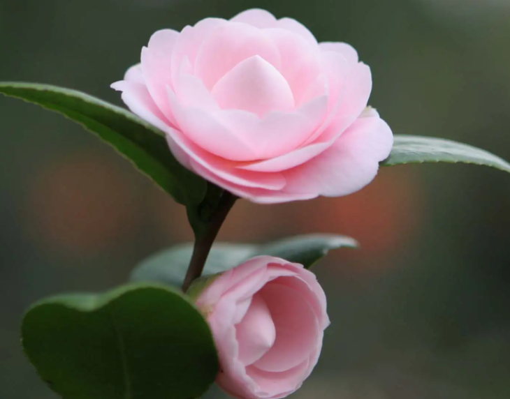 山茶花的养殖方法是什么呢