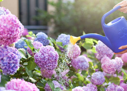 人奶浇花有什么好处