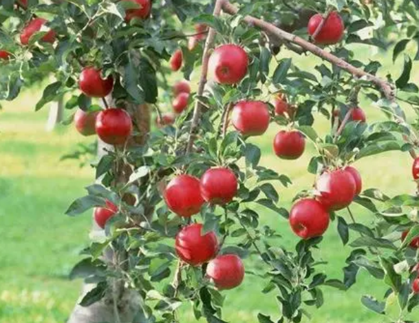 苹果树开花期如何管理