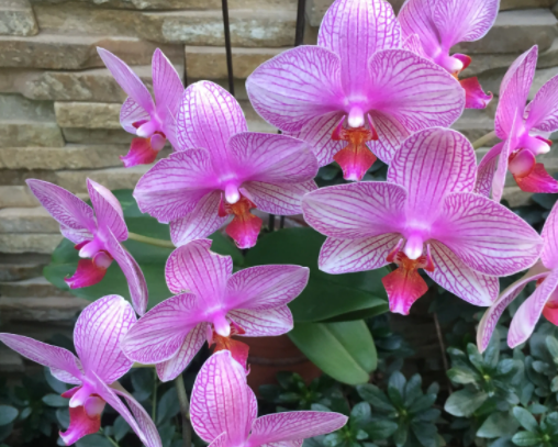 兰花能浇茶叶水吗