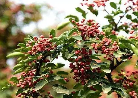 栽花椒树的种植方法是什么