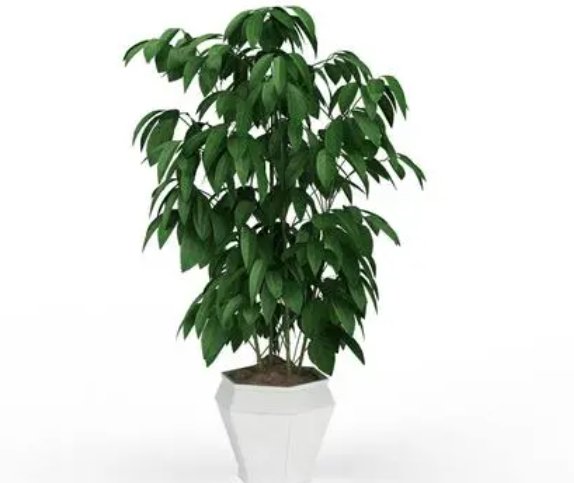 平安树如何修剪枝叶