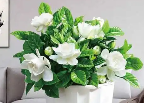 栀子花茉莉花是什么意思