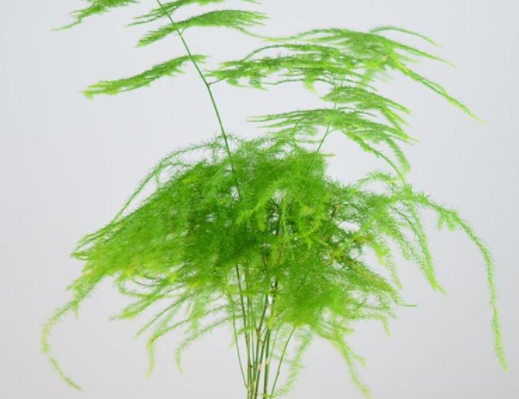 多种维生素B可以浇什么花