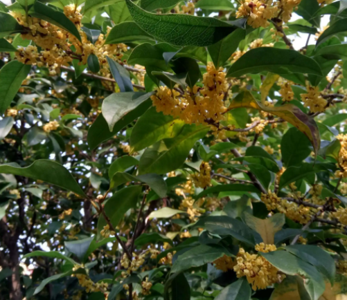 家里可以种什么树