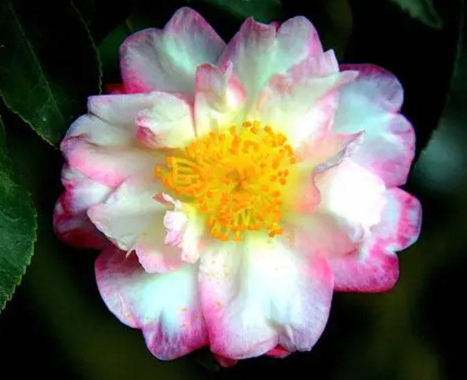 茶花喜欢太阳晒吗