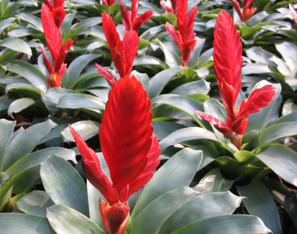 红莺歌花养殖方法是什么