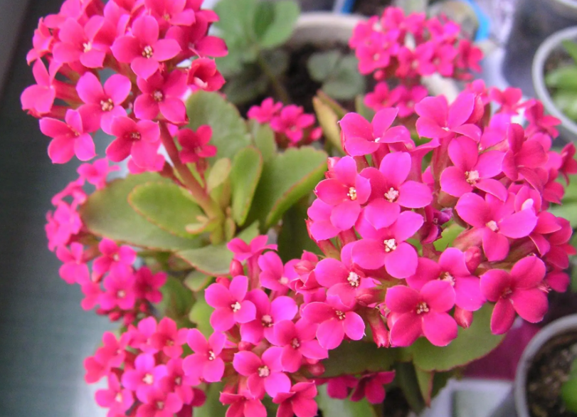 长寿花一年四季怎么浇水施肥