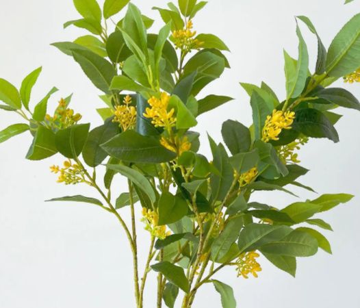 桂花树枝包土生根法好吗