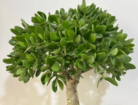 玉树花冬天可以修剪吗