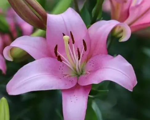 百合花开花需要授粉吗