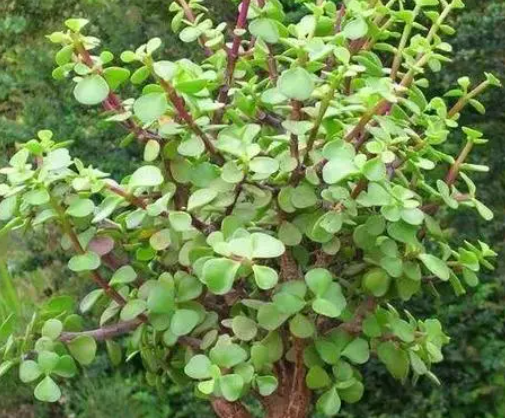 马齿苋树怎么过冬