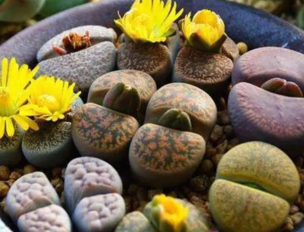 如何让生石花颜色变得鲜艳