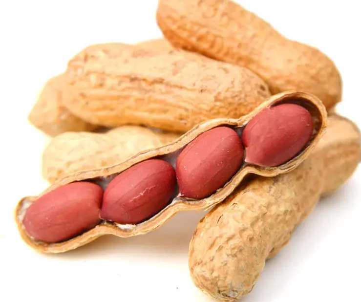 花生什么时候可以收获