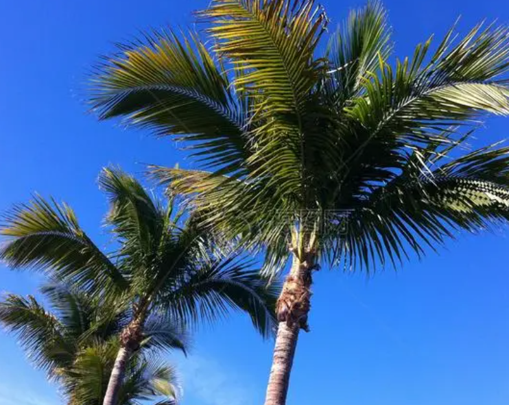 棕榈树的养殖方法和注意事项是什么呢