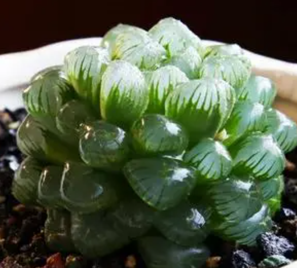 冰灯玉露开花以后怎么养护