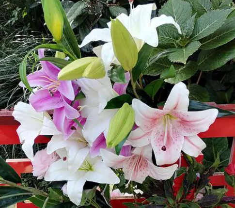 百合花柱头能不能剪