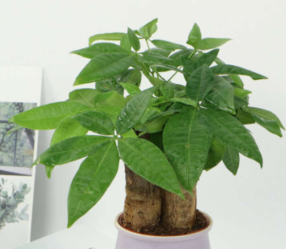 刚换盆的发财树用浇水吗