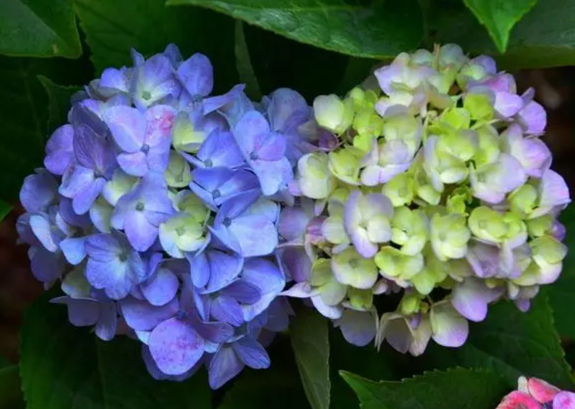 绣球花夏天40度怎么养