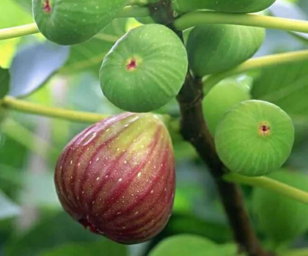 无花果怎么种植呢