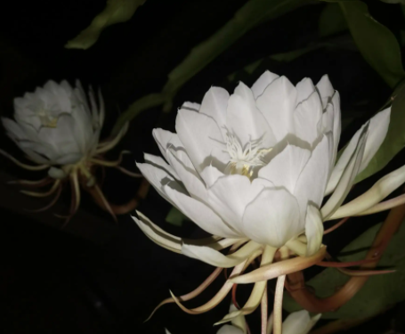 昙花的叶子怎么种