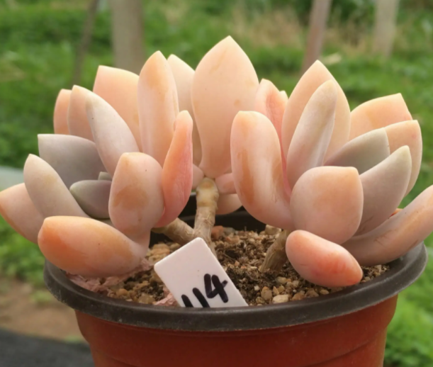 多肉植物用花多多几号