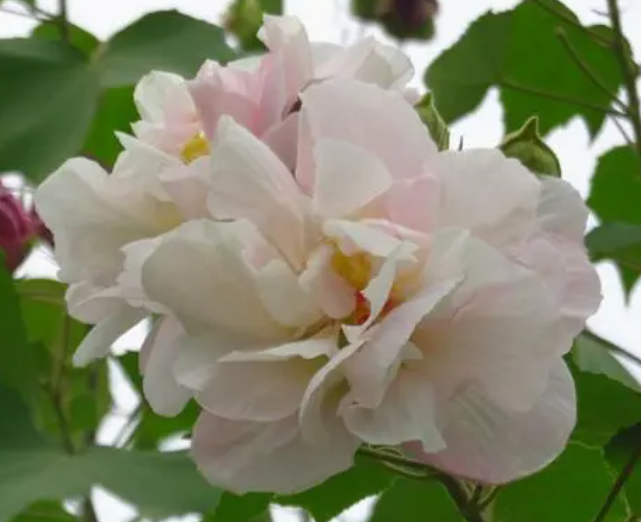 家里养芙蓉花好不好