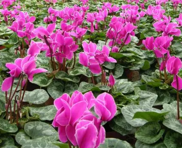 仙客来光长叶子不开花怎么办