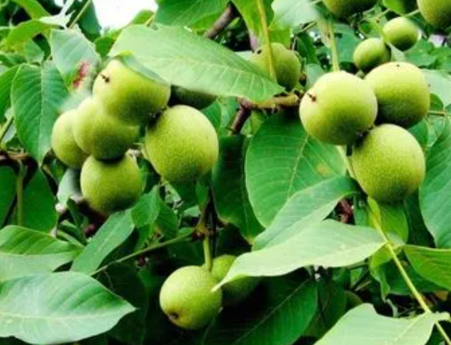 核桃树什么时候栽成活率最高