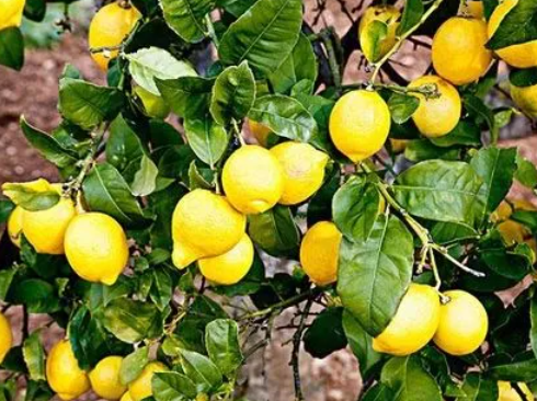 柠檬树什么时候修剪