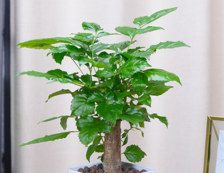 小幸福树如何修剪