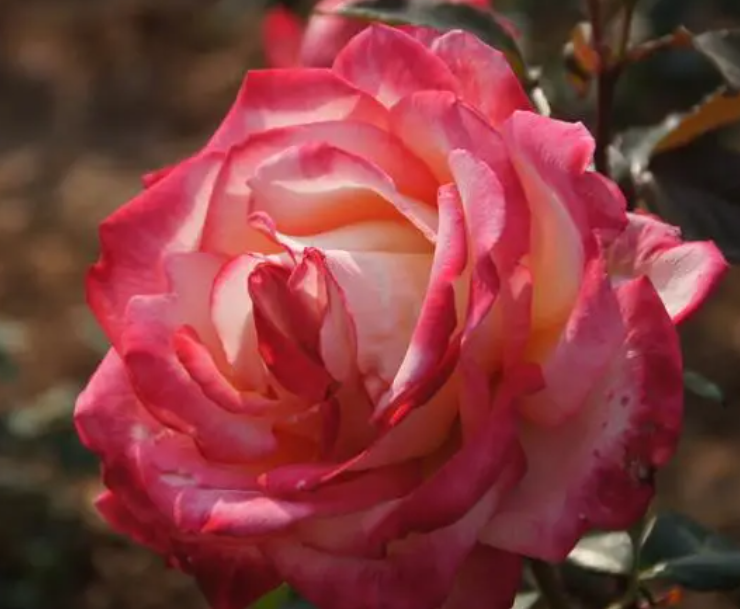 月季花养护注意事项是什么呢