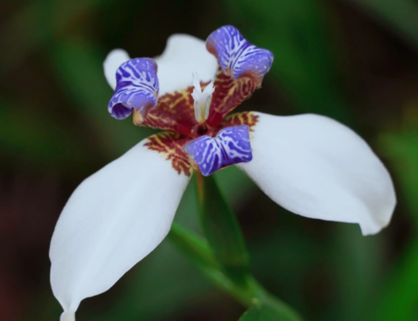 巴西鸢尾冬天开花吗