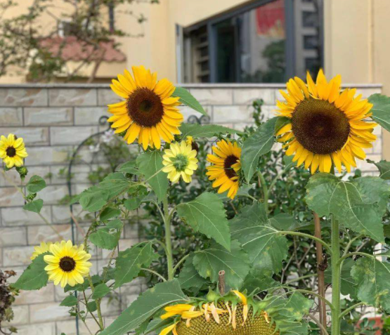 种向日葵要多大的花盆