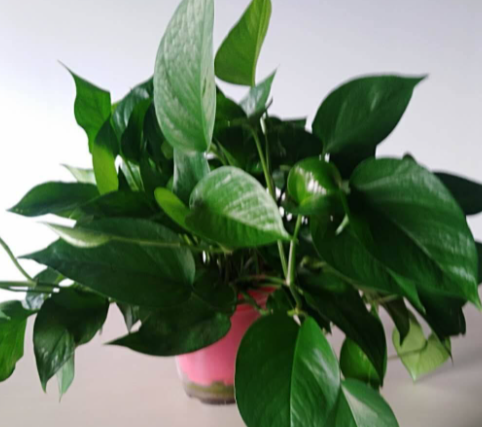 家里一般养什么花比较适合