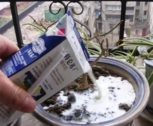 过期的牛奶浇花好吗